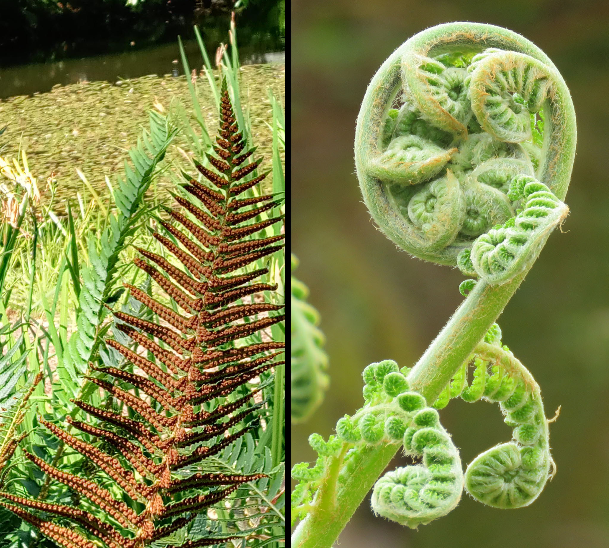 Fern sori and fiddleheads.